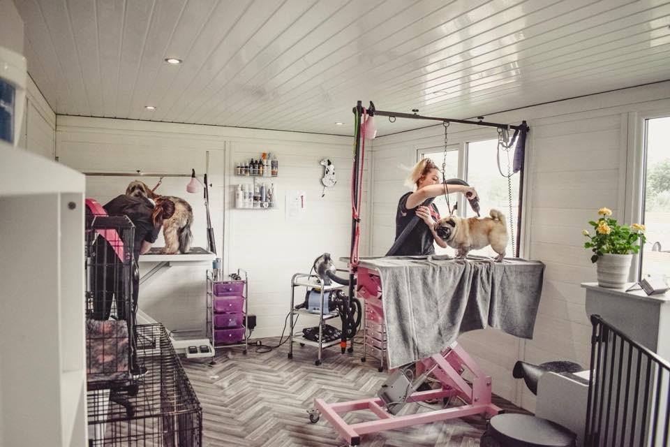 Dog Stylist Room Concept Dog Stylist Room Concept